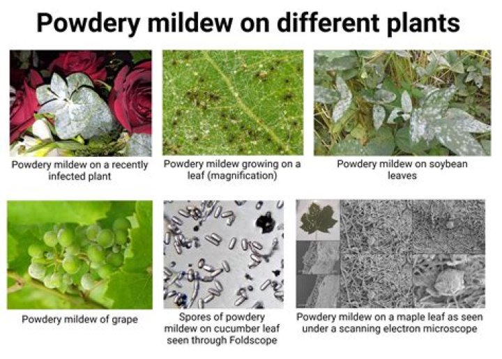 What causes downy mildew on plants