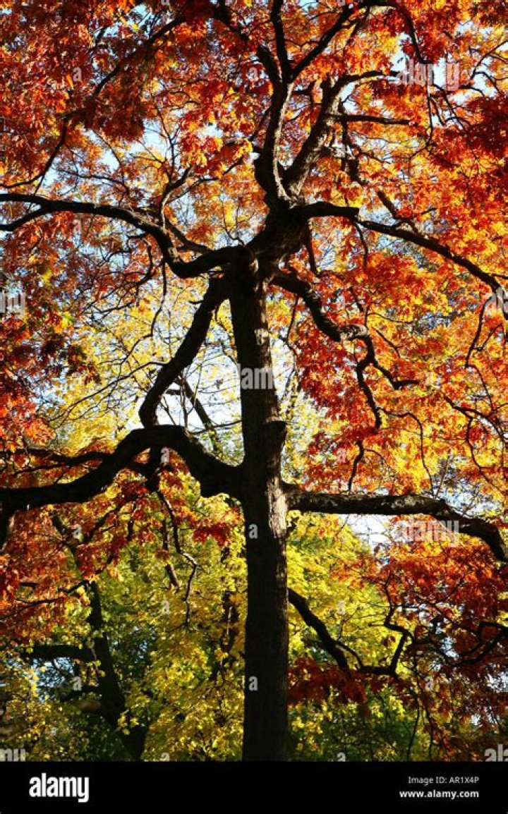 What causes early fall colors