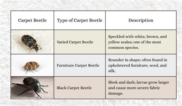What causes flea beetles