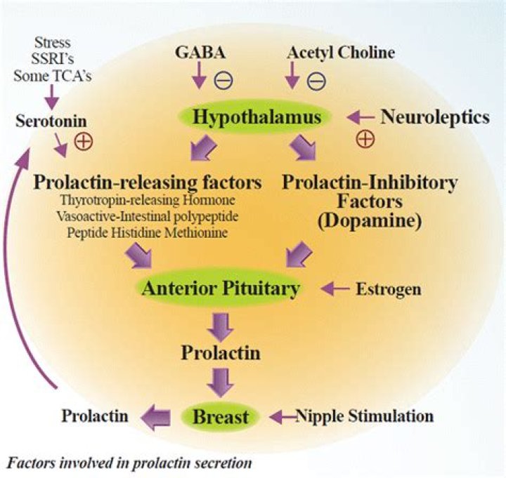 What causes Prolactinemia