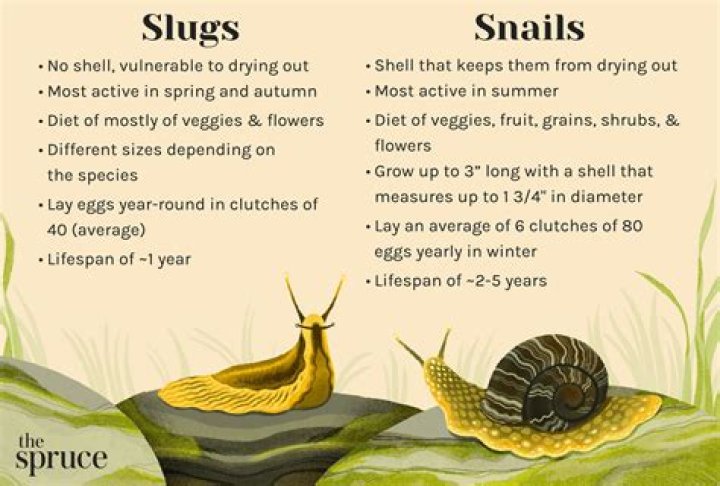 What causes slugs in the yard