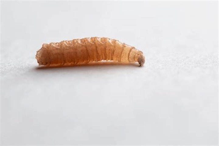What causes wood worms