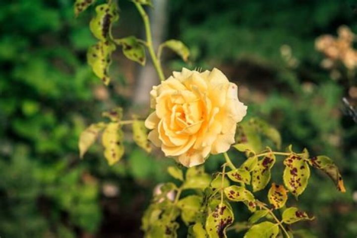 What causes yellow leaves on rose bushes