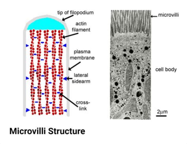 What cell has microvilli