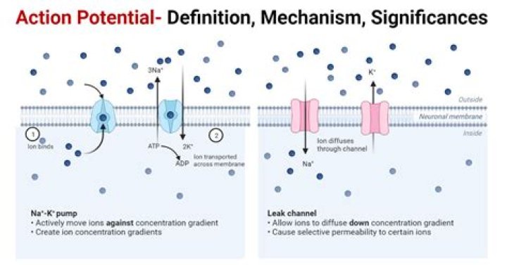 What channels open during action potential