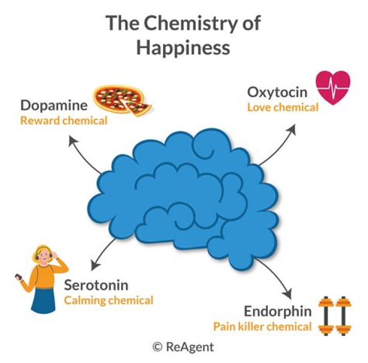 What chemical in the brain causes empathy