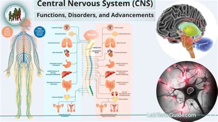 What chemicals are in the nervous system