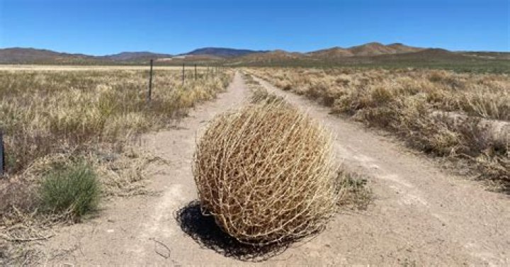 What chemicals kill tumbleweeds