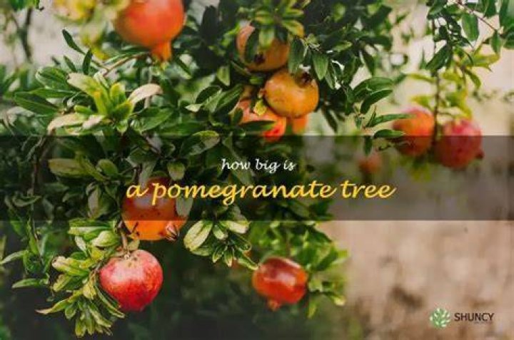 What climate do pomegranates grow in