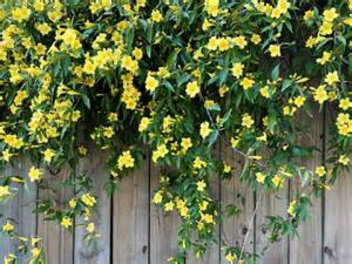What climbing plants do well in shade