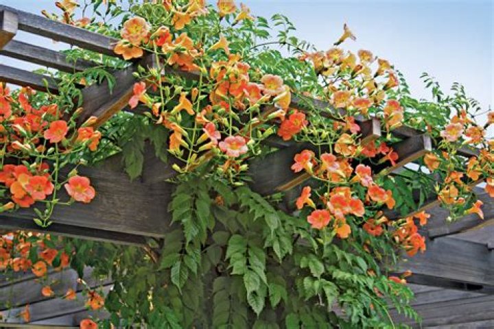 What climbing plants grow well in shade