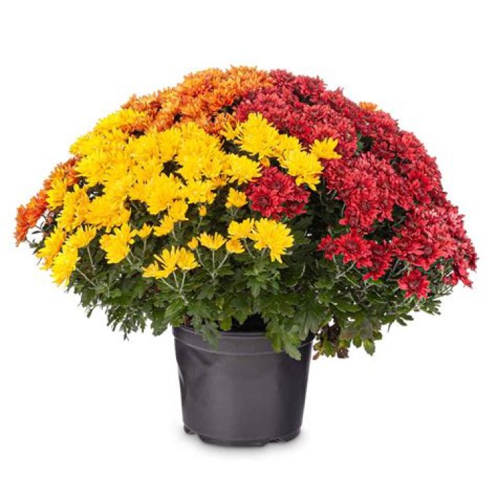 What color are fall mums