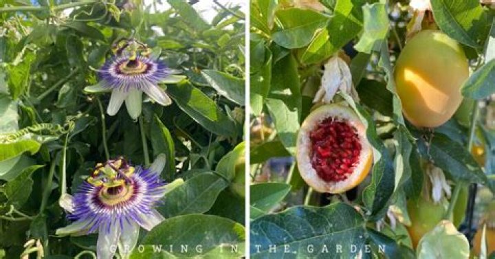 What color are passion flowers