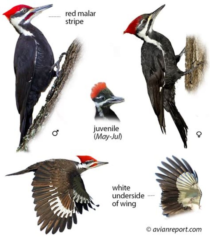 What color are pileated woodpeckers