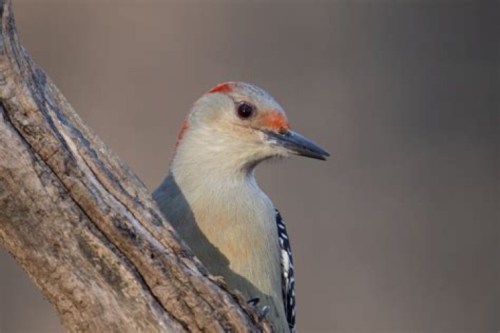 What color is a female woodpecker