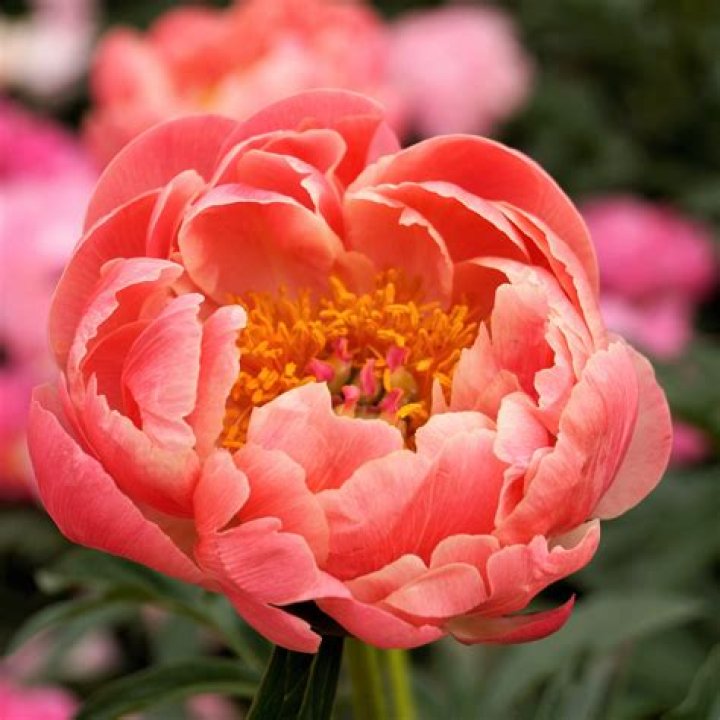 What colors are peony