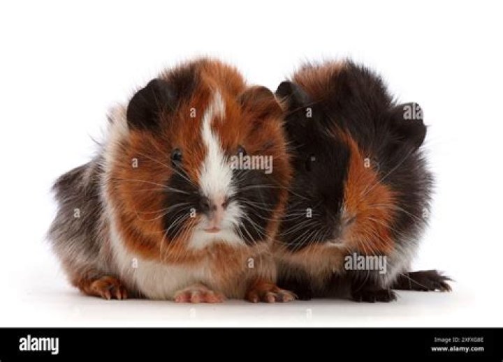 What Colour guinea pig should I get