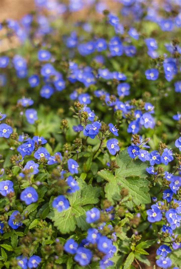 What Colour is the flower Speedwell