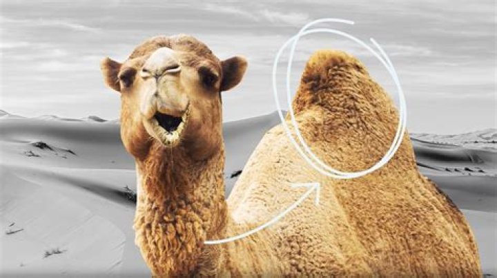 What comes out of a camels mouth