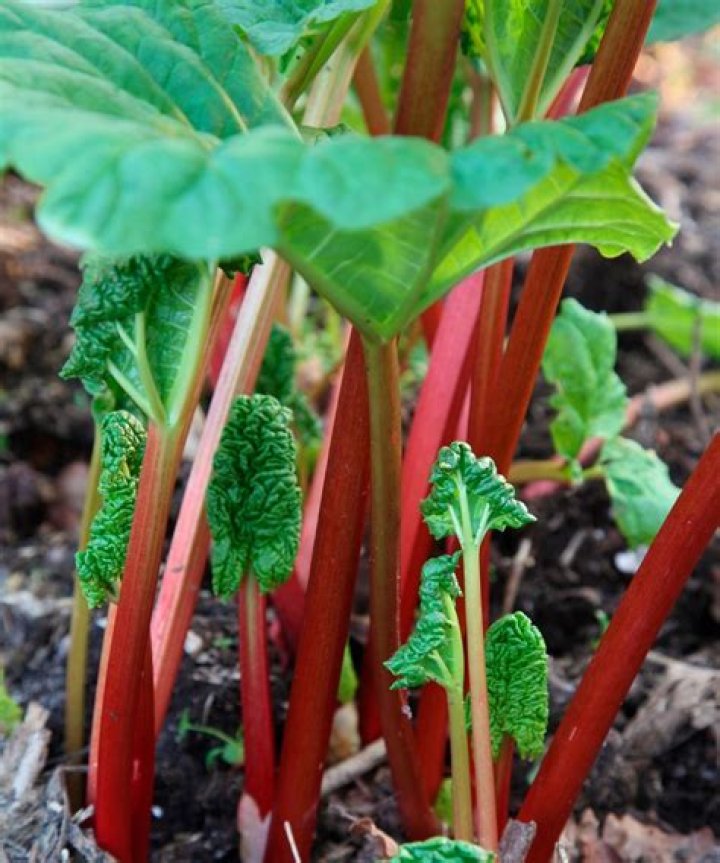 What conditions do Rhubarb need to grow