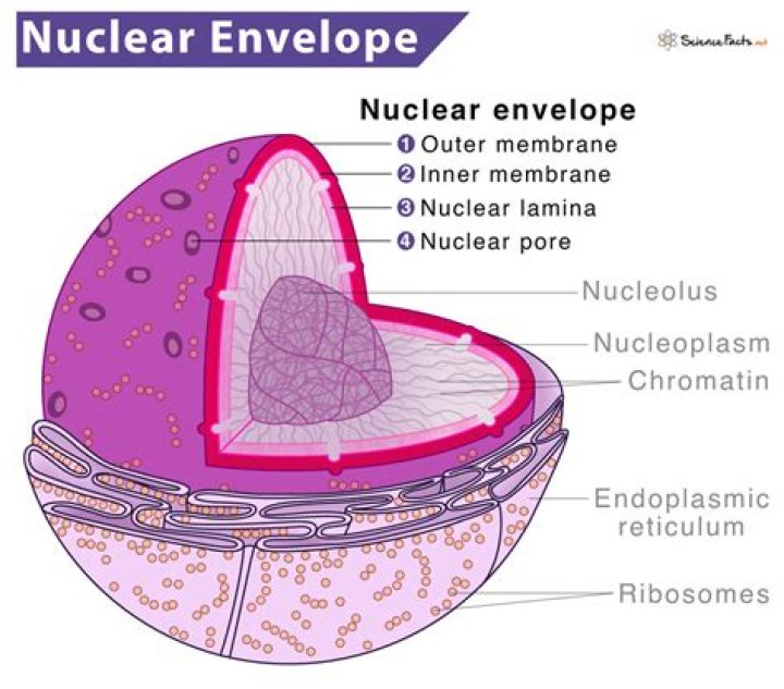 What connects layers of nuclear envelope