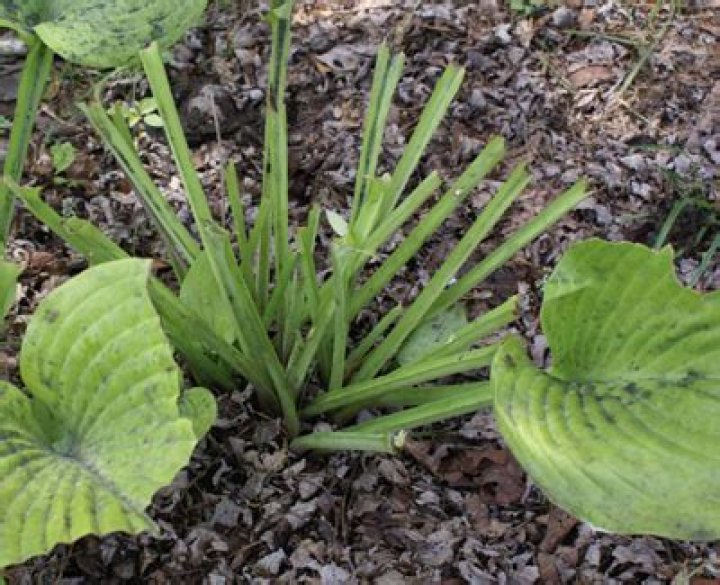 What could be eating my hosta