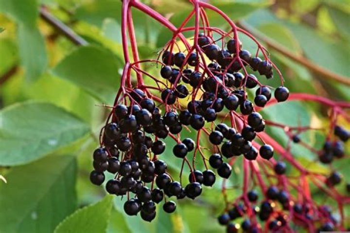 What country do elderberries grow in