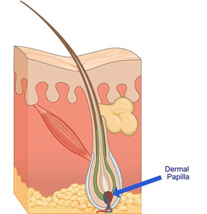 What creates the dermal papillae