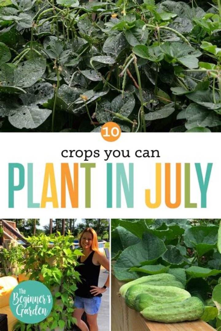 What crops can you plant in July