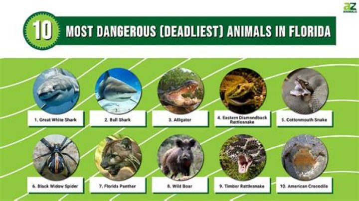 What dangerous animals are in the Dominican Republic