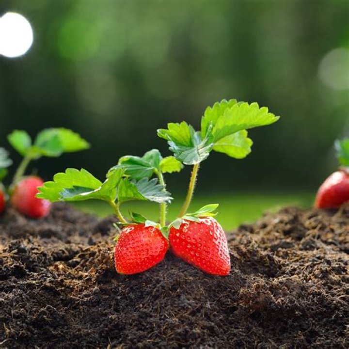 What determines the sweetness of strawberries