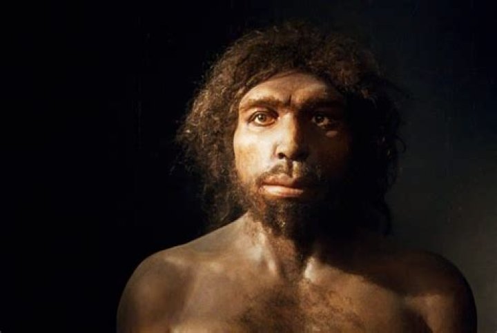 What did Homo antecessor look like