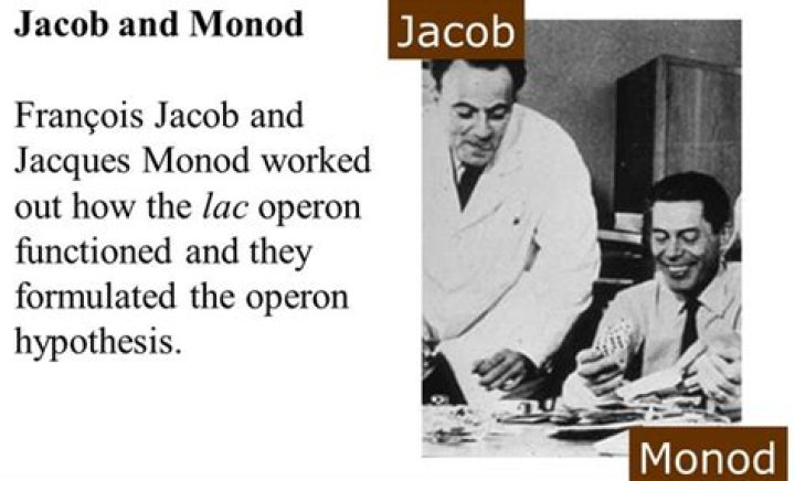 What did Jacob and Monod discover