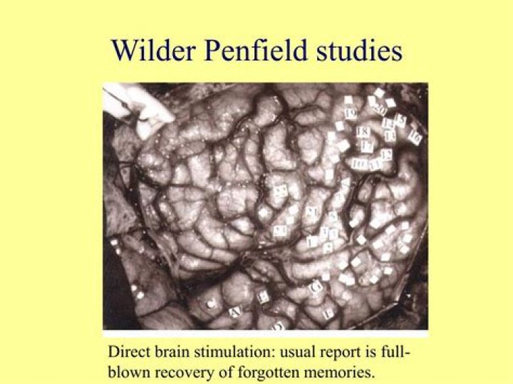 What did Penfield study