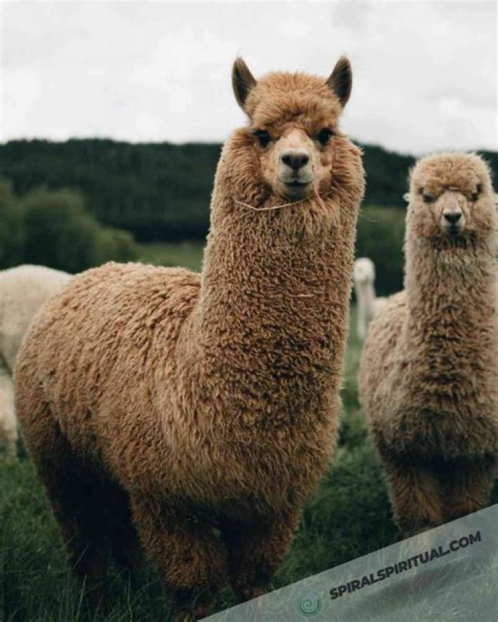 What do alpacas symbolize