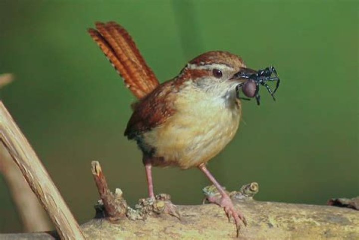 What do baby house wrens eat