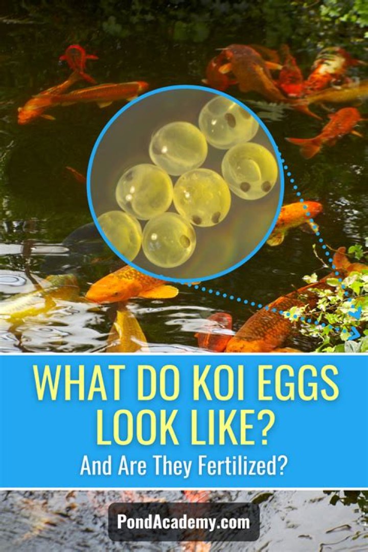 What do baby koi look like when they first hatch