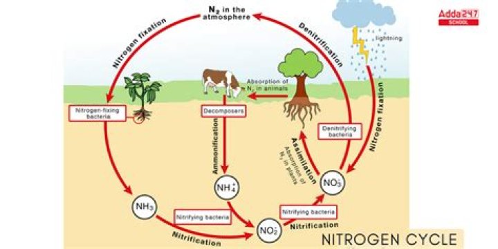 What do bacteria use nitrogen for