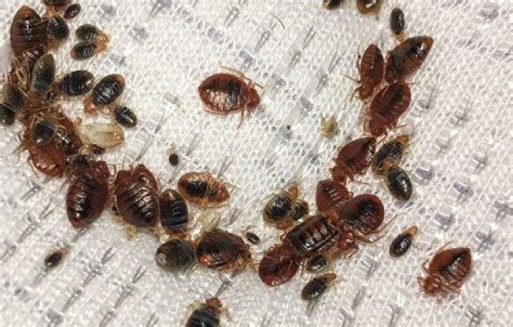 What do bed bugs look like crawling