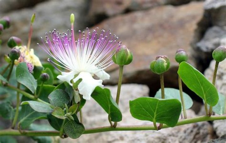 What do capers look like growing