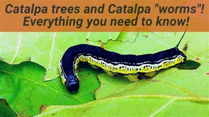 What do Catawba worms look like