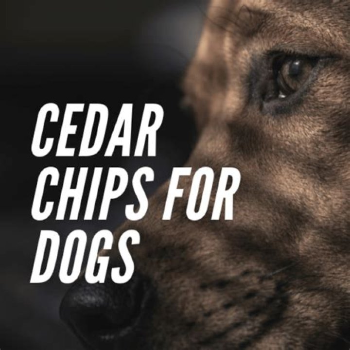 What do cedar chips do for dogs