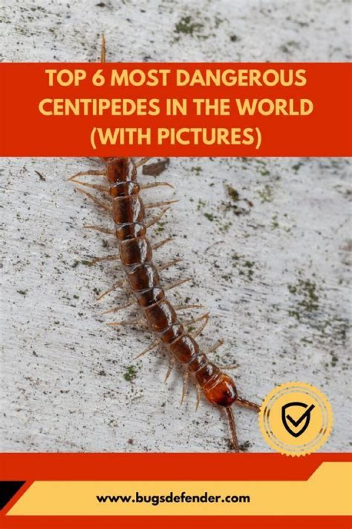 What do centipedes hate