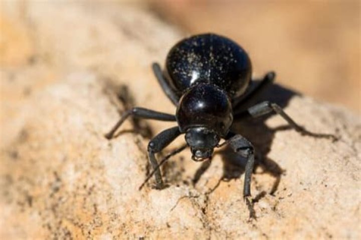 What do darkling beetles eat