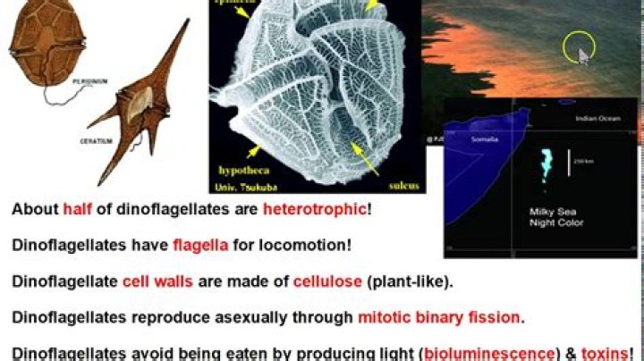 What do dinoflagellates cause