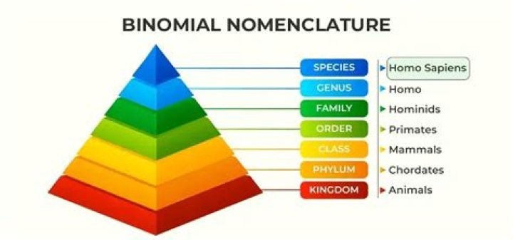 What do each of the two words in the binomial nomenclature naming system represent