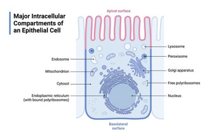 What do epithelial cells do in the respiratory system