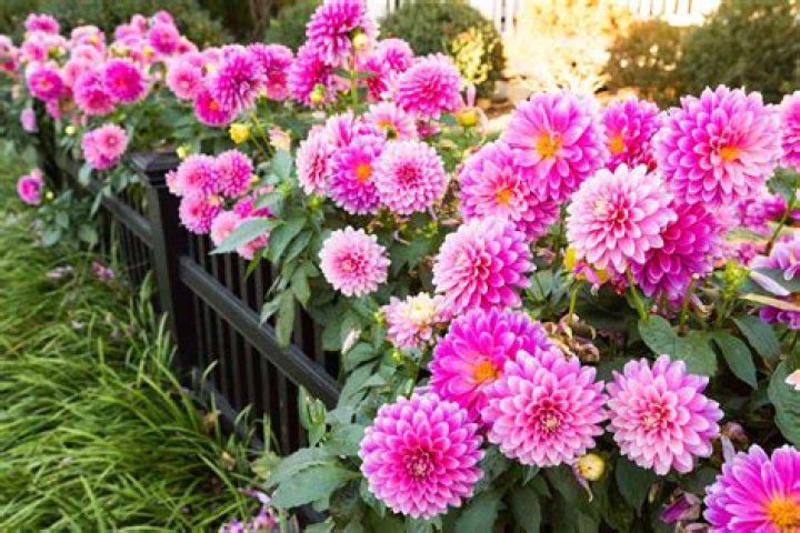 What do flowers need blooming