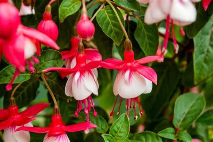 What do fuchsia flowers taste like