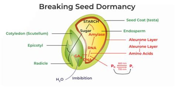 What do gibberellins do to seeds
